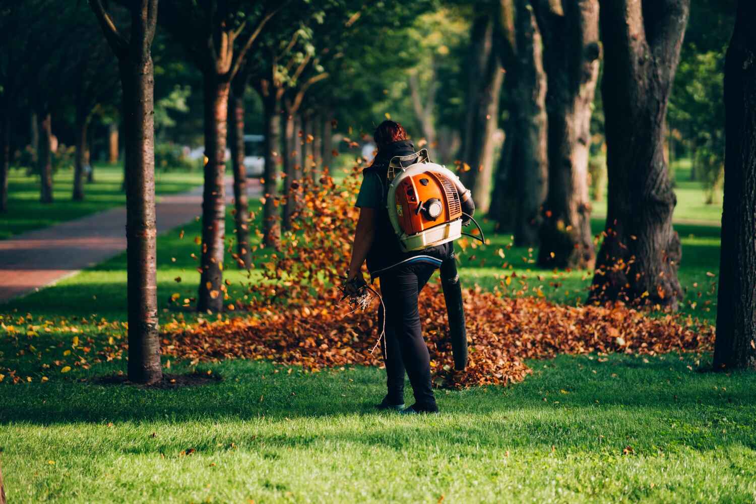 The Steps Involved in Our Tree Care Process in Harleysville, PA